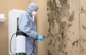 Professional Mold Prevention & Removal  in Lake Bluff, IL